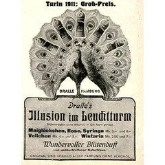 Dralle's Illusion - Wistaria