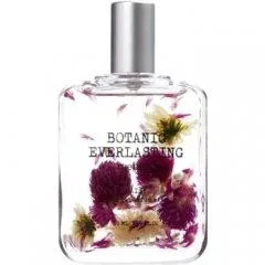 Botanic Everlasting - Daisy