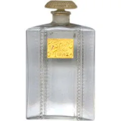 Les Jasmins de Tipaza Jasmin de Tipaza